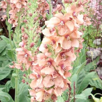Verbascum Jackie - Toorts