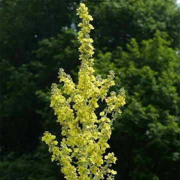 Verbascum olympicum - Toorts