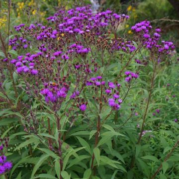Vernonia arkansana - Ijzerkruid