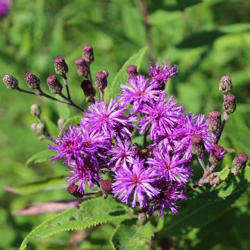 Vernonia missurica - Ijzerkruid