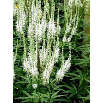 Veronicastrum virginicum var. album - Virginische ereprijs