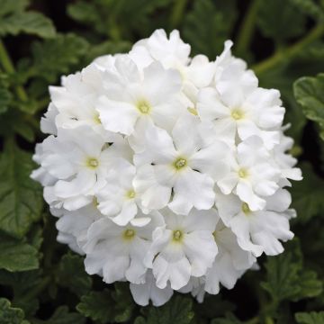 Verbena Endurascape White - Hangverbena