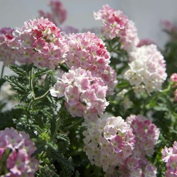 Verbena Estrella Pink Ballet - Hangverbena