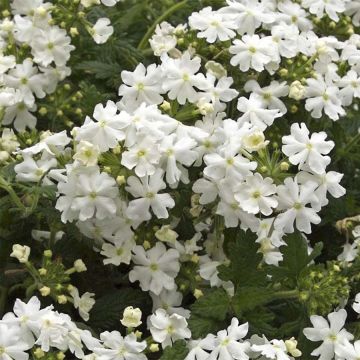 Verbena Virgo White - Hangverbena