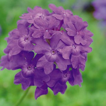 Verbena Star Dreams Donkerblauw - IJzerhard
