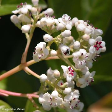Viburnum Le Bois Marquis - Groenblijvende sneeuwbal