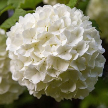 Viburnum opulus Roseum - Gelderse roos