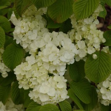 Viburnum plicatum Popcorn - Japanse sneeuwbal