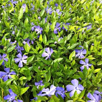 Vinca minor Josefine - Kleine maagdenpalm