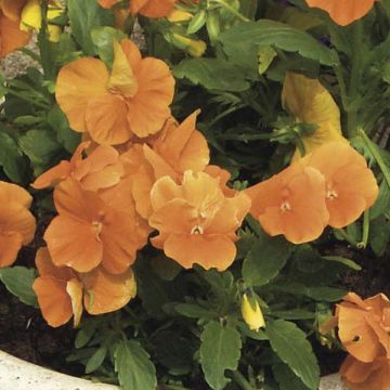 Viola cornuta Orange - Hoornviooltje