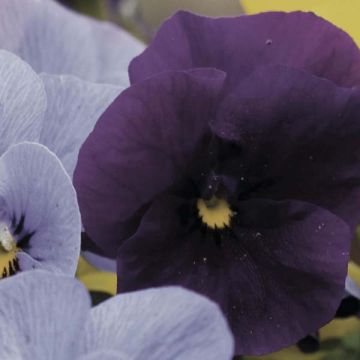 Viola cornuta Violet - Hoornviooltje