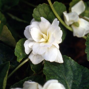 Viola odorata Reine Des Blanches - Geurviooltje