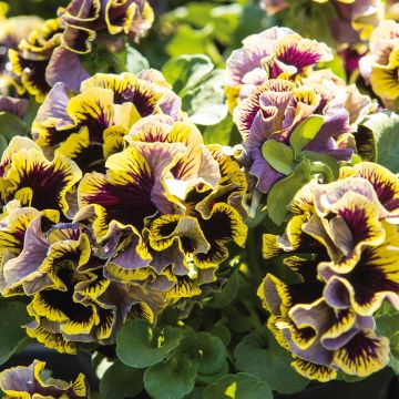 Viola wittrockiana Ruffles Dark Heart - Grootbloemige viool dubbel