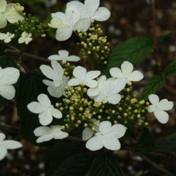 Viburnum plicatum Watanabe - Japanse sneeuwbal