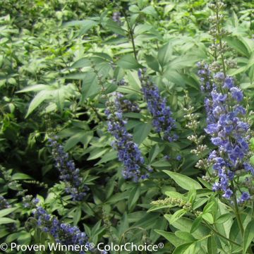 Vitex agnus-castus Blue Didley - Kuise boom