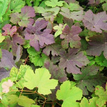 Vitis Purpurea - Wijnstok
