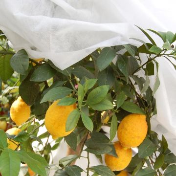 Wit vliesdoek 30g/m² voor gematigde winter