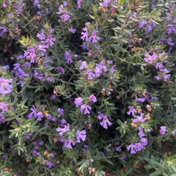Westringia fruticosa Blue Gem - Australische rozemarijn