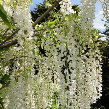 Wisteria floribunda Alba - Blauweregen