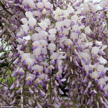 Wisteria Grande Diva Maria - Blauwe regen