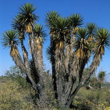 Yucca filifera - Palmlelie