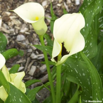 Zantedeschia Black Eyed Beauty - Gele calla