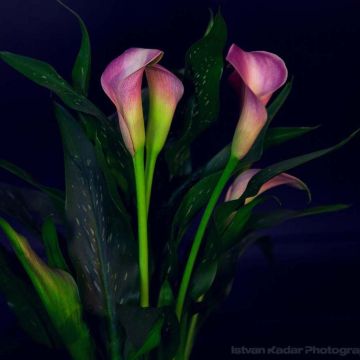 Zantedeschia Lavender Gem - Gele calla