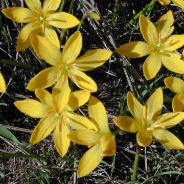 Zephyranthes citrina - Gele westenwindbloem