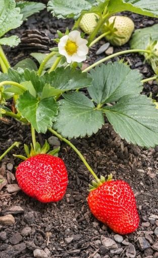 Word verliefd op onze aardbeienplanten!