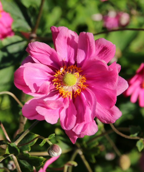 DE MOOISTE PLANTEN VAN DIT MOMENT