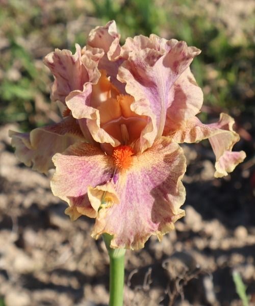 Nieuwigheden van IRIS GERMANICA