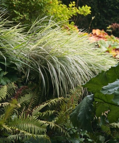 Tot 30% korting op een selectie planten!