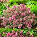 Abelia voor op pot