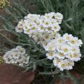 Grijsbladige Achillea