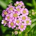 Roze Achillea