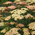Achillea millefolium