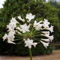 Witte Agapanthus