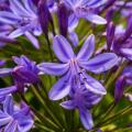 Agapanthus van A tot Z