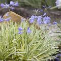 Dwerg Agapanthus