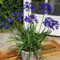Agapanthus voor potten