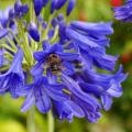 Winterharde agapanthus