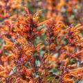 Agastache voor droge grond
