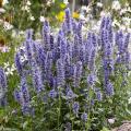 Blauwe Agastache