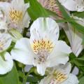 Witte Alstroemeria's