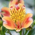 Oranje Alstroemeria's