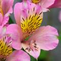 Roze Alstroemeria's