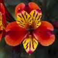 Rode Alstroemeria's