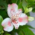 Winterharde Alstroemeria's