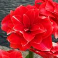 Dubbele amaryllis