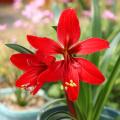 Amaryllis en Crinum